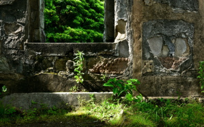 Au milieu des ruines, se cache la beauté…